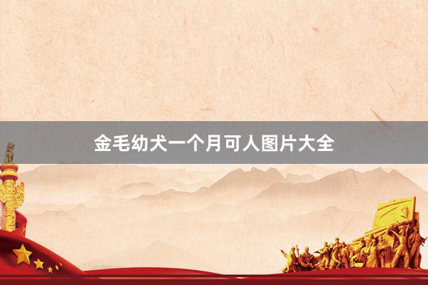 金毛幼犬一个月可人图片大全